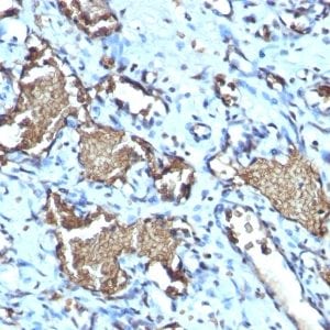 Glycophorin-A / CD235a Recombinant Monoclonal Rabbit Antibody (GYPA/1725R)