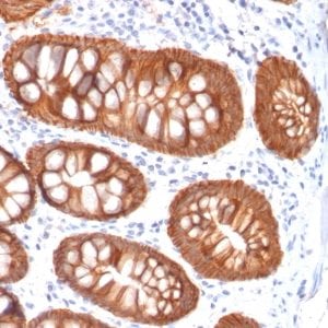 Ep-CAM / CD326 Recombinant Monoclonal Mouse Antibody (rVU-1D9)