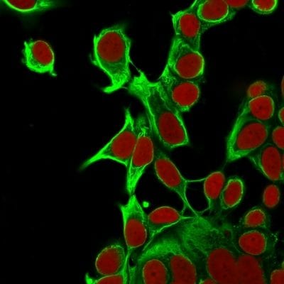 Confocal immunofluorescence image of MCF cells using Cytokeratin 18 Mouse Monoclonal Antibody (KRT18/835) Green (CF488) and Reddot is used to label the nuclei.