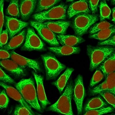 Confocal Immunofluorescence image of HeLa cells using Cytokeratin 18 Mouse Monoclonal Antibody (KRT18/836) Green (CF488) and Reddot is used to label the nuclei.