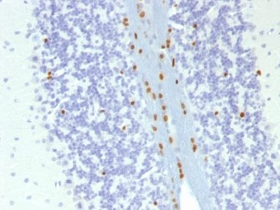 Formalin-fixed paraffin-embedded Mouse Brain stained with SOX10 Mouse Monoclonal Antibody (SOX10/1074).
