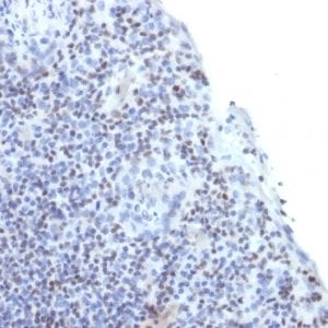 Formalin-fixed paraffin-embedded human Spleen stained with ETS1 Mouse Monoclonal Antibody (ETS1/1282).