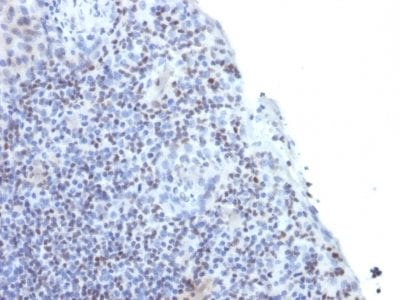 Formalin-fixed paraffin-embedded human Spleen stained with ETS1 Mouse Monoclonal Antibody (ETS1/1282).