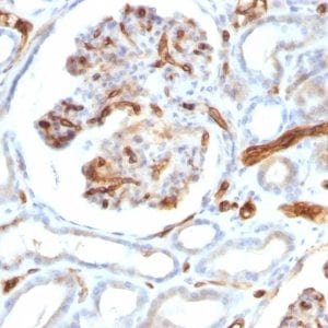 Formalin-fixed paraffin-embedded human Kidney stained with Adiponectin Mouse Monoclonal Antibody (ADPN/1370).