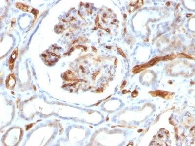 Formalin-fixed paraffin-embedded human Kidney stained with Adiponectin Mouse Monoclonal Antibody (ADPN/1370).