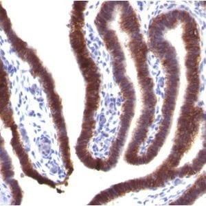 Formalin-fixed paraffin-embedded human Fallopian Tube stained with EpCAM Mouse Monoclonal Antibody (EGP40/1373).