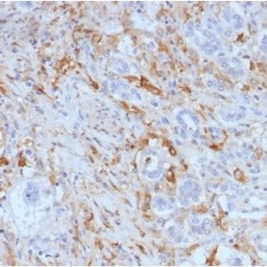 Formalin-fixed paraffin-embedded Human Pancreas stained with Ferritin Light Chain Monoclonal Antibody (FTL/1388).