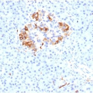 Formalin-fixed paraffin-embedded Human Pancreas stained with Ferritin Light Chain Monoclonal Antibody (FTL/1389).