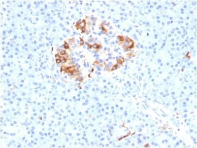Formalin-fixed paraffin-embedded Human Pancreas stained with Ferritin Light Chain Monoclonal Antibody (FTL/1389).