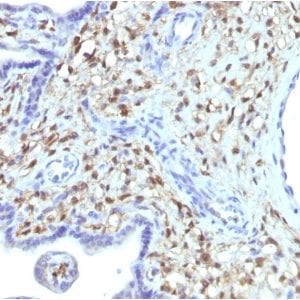Formalin-fixed paraffin-embedded human Placenta stained with S100A4 Mouse Monoclonal Antibody (S100A4/1481).