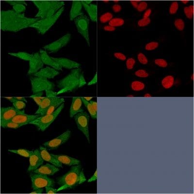 Confocal immunofluorescence image of HeLa Cells using S100A4 Mouse Monoclonal Antibody (S100A4/1481).Green (CF488) and Reddot is used to label the nuclei Red.