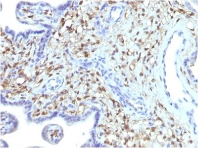 Formalin-fixed paraffin-embedded human Placenta stained with S100A4 Mouse Monoclonal Antibody (S100A4/1481).