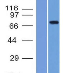 Western Blot  of (1) Recombinant MMP2 protein and (2) U87 Cell Lysate using MMP2 Monoclonal Antibody (MMP2/1501).