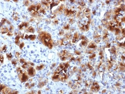 Formalin-fixed paraffin-embedded Human Pancreas stained with GP2 Mouse Monoclonal Antibody (GP2/1712).