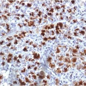 Formalin-fixed paraffin-embedded Human Pancreas stained with CELA3B Mouse Monoclonal Antibody (CELA3B/1757).