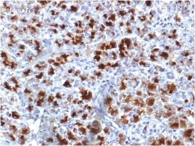 Formalin-fixed paraffin-embedded Human Pancreas stained with CELA3B Mouse Monoclonal Antibody (CELA3B/1757).