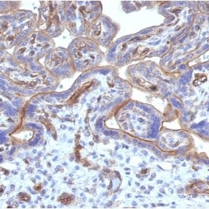 Formalin-fixed paraffin-embedded human Placenta stained with Thrombomodulin / CD141 Mouse Monoclonal Antibody (THBD/1782).