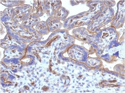Formalin-fixed paraffin-embedded human Placenta stained with Thrombomodulin / CD141 Mouse Monoclonal Antibody (THBD/1782).