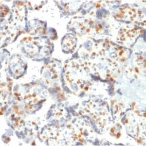 Formalin-fixed paraffin-embedded human Placenta stained with DNMT3A Mouse Monoclonal Antibody (PCRP-DNMT3A-1E2).