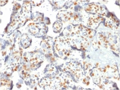 Formalin-fixed paraffin-embedded human Placenta stained with DNMT3A Mouse Monoclonal Antibody (PCRP-DNMT3A-1E2).