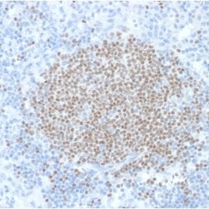 Formalin-fixed paraffin-embedded human Lymph Node stained with PAX5 Mouse Monoclonal Antibody (PCRP-PAX5-1B7).