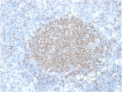 Formalin-fixed paraffin-embedded human Lymph Node stained with PAX5 Mouse Monoclonal Antibody (PCRP-PAX5-1B7).