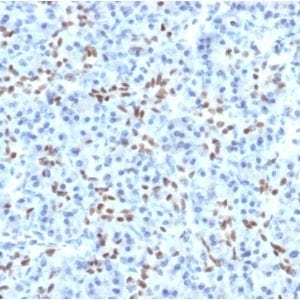 Formalin-fixed paraffin-embedded human Pancreas stained with SOX9 Mouse Monoclonal Antibody (PCRP-SOX9-1A2).