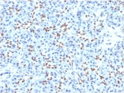 Formalin-fixed paraffin-embedded human Pancreas stained with SOX9 Mouse Monoclonal Antibody (PCRP-SOX9-1A2).