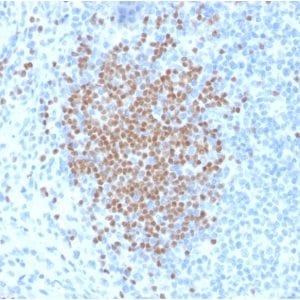 Formalin-fixed paraffin-embedded human Lymph Node stained with PAX5 Mouse Monoclonal Antibody (PCRP-PAX5-1B1).