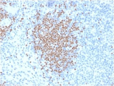 Formalin-fixed paraffin-embedded human Lymph Node stained with PAX5 Mouse Monoclonal Antibody (PCRP-PAX5-1B1).