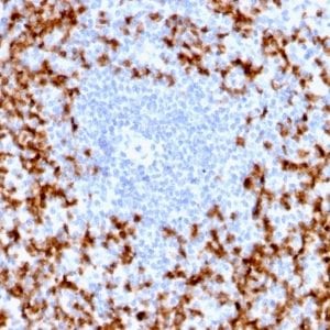 Formalin-fixed paraffin-embedded human spleen stained with MMP9 Rabbit Recombinant Monoclonal Antibody (MMP9/2025R).