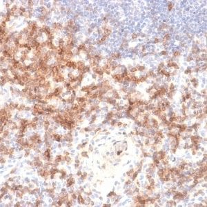 Formalin-fixed paraffin-embedded human Lymph Node stained with CD27 Rabbit Recombinant Monoclonal Antibody (LPFS2/2034R).