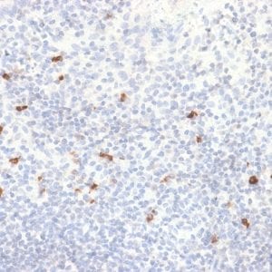 Formalin-fixed paraffin-embedded Human Tonsil stained with IgG4 Recombinant Rabbit Monoclonal Antibody (IGHG4/2042R).