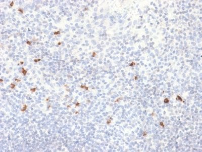 Formalin-fixed paraffin-embedded Human Tonsil stained with IgG4 Recombinant Rabbit Monoclonal Antibody (IGHG4/2042R).