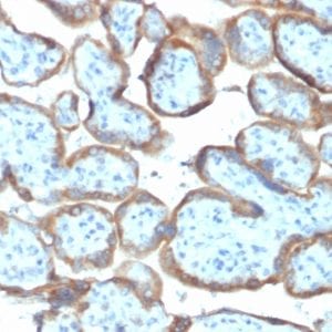 Formalin-fixed paraffin-embedded human Placenta stained with TIMP2 Mouse Monoclonal Antibody (TIMP2/2044).