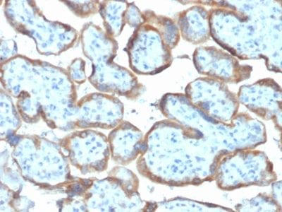 Formalin-fixed paraffin-embedded human Placenta stained with TIMP2 Mouse Monoclonal Antibody (TIMP2/2044).