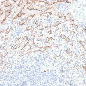 Formalin-fixed paraffin-embedded human Spleen stained with VEGI Rabbit Recombinant Monoclonal Antibody (VEGI /2052R).