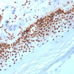 Formalin-fixed paraffin-embedded human Skin stained with Nucleophosmin Mouse Monoclonal Antibody (NA24).