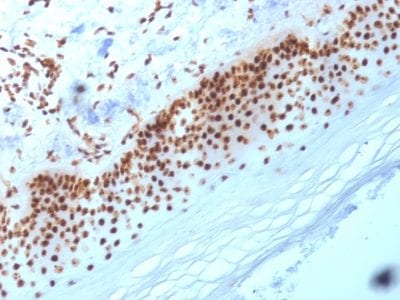 Formalin-fixed paraffin-embedded human Skin stained with Nucleophosmin Mouse Monoclonal Antibody (NA24).