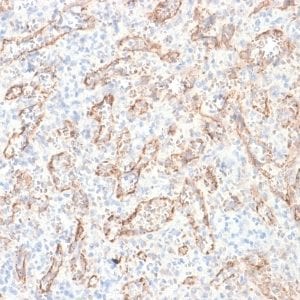 Formalin-fixed paraffin-embedded human Spleen stained with TNFS15 / VEGI Monoclonal Antibody (rVEGI /1283).