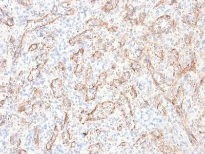 Formalin-fixed paraffin-embedded human Spleen stained with TNFS15 / VEGI Monoclonal Antibody (rVEGI /1283).