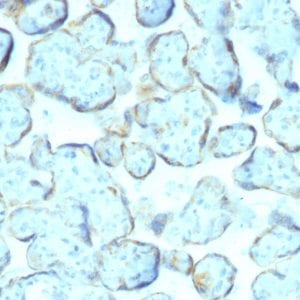 Formalin-fixed paraffin-embedded human Placenta stained with Superoxide Dismutase 1 Mouse Monoclonal Antibody (SOD1/2089).