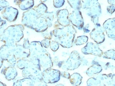 Formalin-fixed paraffin-embedded human Placenta stained with Superoxide Dismutase 1 Mouse Monoclonal Antibody (SOD1/2089).