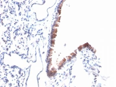 Formalin-fixed paraffin-embedded Mouse Lung stained with Mesothelin Mouse Monoclonal Antibody (MSLN/2131).