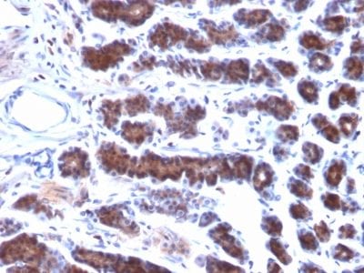 Formalin-fixed paraffin-embedded Rat Stomach stained with Mesothelin Mouse Monoclonal Antibody (MSLN/2131).