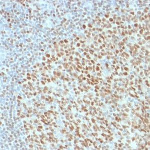 Formalin-fixed paraffin-embedded human Tonsil stained with Oct-2 Mouse Monoclonal Antibody (OCT2/2136).