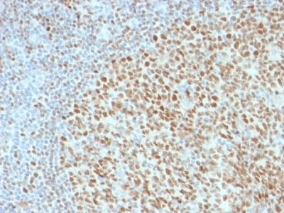 Formalin-fixed paraffin-embedded human Tonsil stained with Oct-2 Mouse Monoclonal Antibody (OCT2/2136).