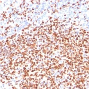Formalin-fixed paraffin-embedded human Lymph Node stained with Oct-2 Mouse Monoclonal Antibody (OCT2/2137).