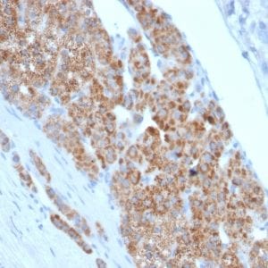 Formalin-fixed paraffin-embedded human Adrenal Gland stained with StAR Mouse Monoclonal Antibody (STAR/2140).