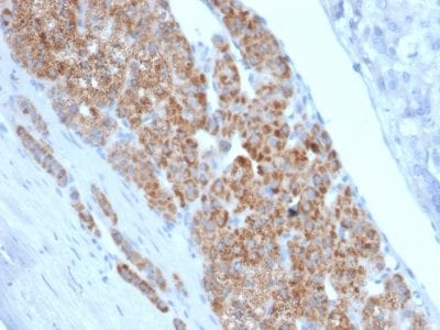 Formalin-fixed paraffin-embedded human Adrenal Gland stained with StAR Mouse Monoclonal Antibody (STAR/2140).